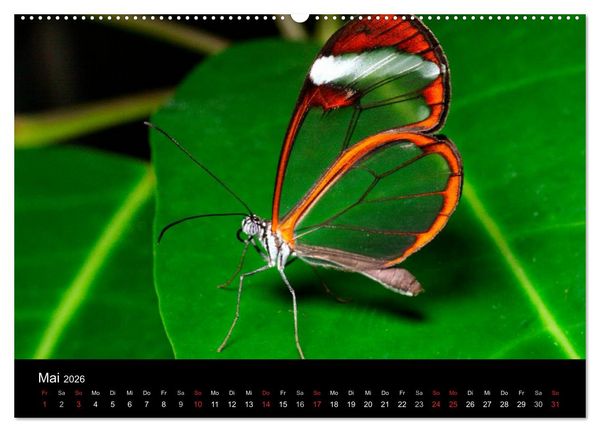 Produktbild: Schmetterlinge (Wandkalender 2026 DIN A2 quer), CALVENDO Monatskalender