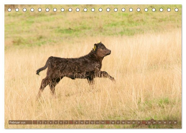 Produktbild: Galloway K&auml;lbchen - Liebenswert und lockig (Tischkalender 2026 DIN A5 quer), CALVENDO Monatskalender