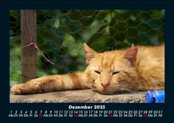 Produktbild: F&uuml;r Katzenfreunde 2025 Fotokalender DIN A5