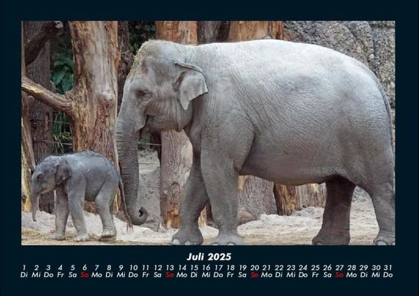 Produktbild: Elefanten - Die sanften Riesen Afrikas 2025 Fotokalender DIN A4
