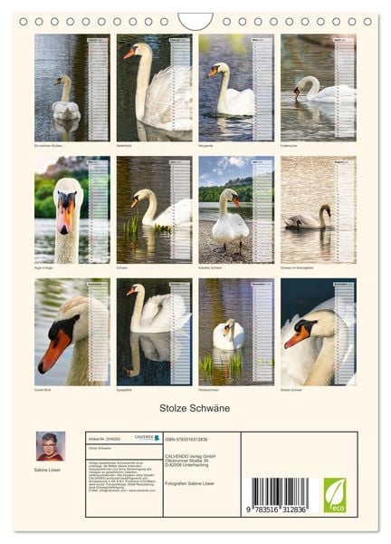 Produktbild: Stolze Schw&auml;ne (Wandkalender 2026 DIN A4 hoch), CALVENDO Monatskalender