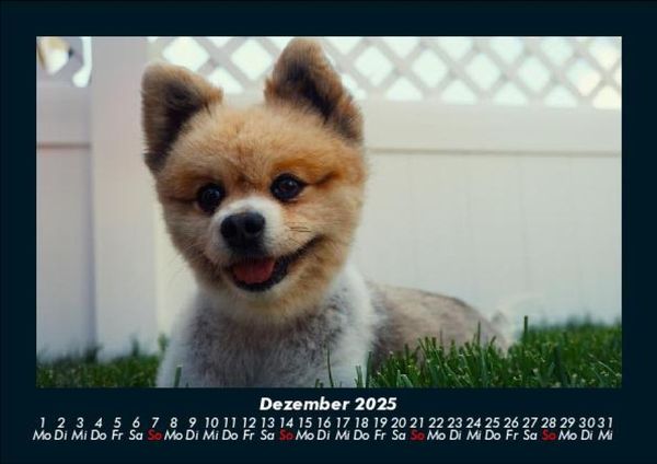 Produktbild: Welpen 2025 Fotokalender DIN A5
