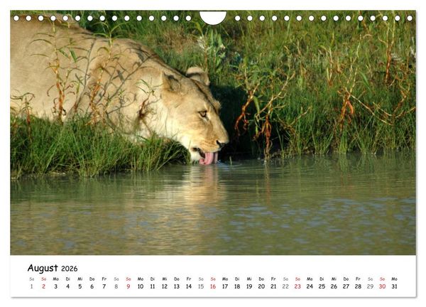 Produktbild: L&ouml;wen Impressionen (Wandkalender 2026 DIN A4 quer), CALVENDO Monatskalender