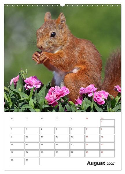 Produktbild: Eichh&ouml;rnchen Luna (Wandkalender 2027 DIN A2 hoch), CALVENDO Monatskalender