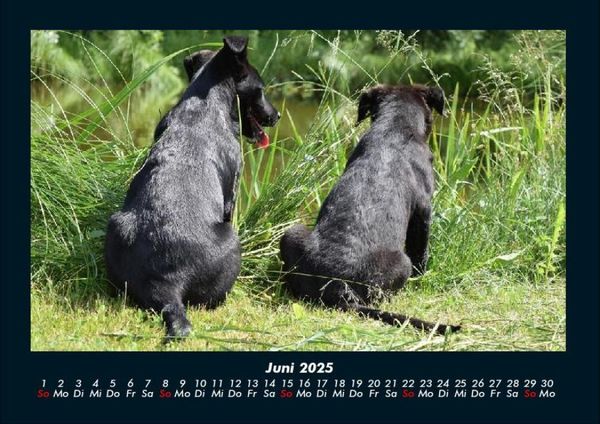 Produktbild: Hunde Kalender 2025 Fotokalender DIN A4
