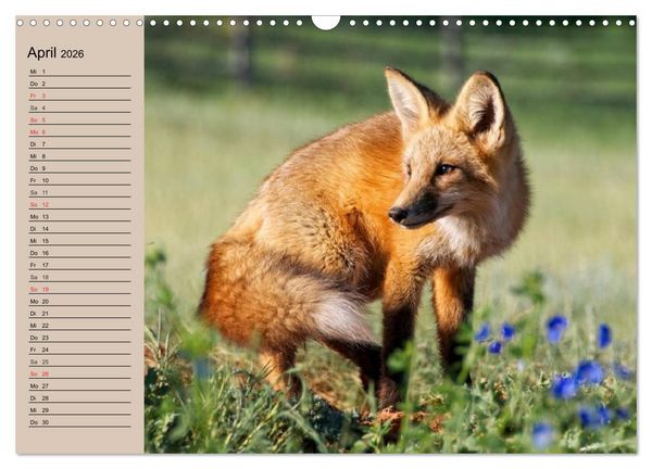 Produktbild: Der Fuchs. Bezaubernder Geselle (Wandkalender 2026 DIN A3 quer), CALVENDO Monatskalender