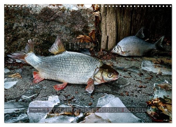 Produktbild: UNSER FISCH. S&Uuml;&szlig;WASSER. (Wandkalender 2026 DIN A3 quer), CALVENDO Monatskalender