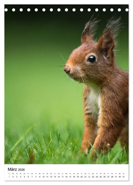 Produktbild: Eichh&ouml;rnchen - Einfach zum Verlieben (Tischkalender 2026 DIN A5 hoch), CALVENDO Monatskalender
