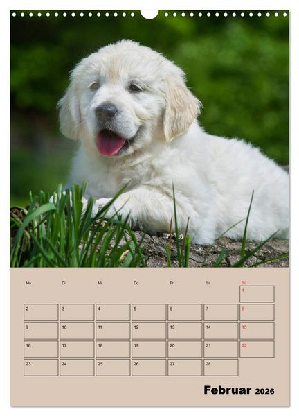 Produktbild: Jahresplaner Golden Retriever Welpen (Wandkalender 2026 DIN A3 hoch), CALVENDO Monatskalender