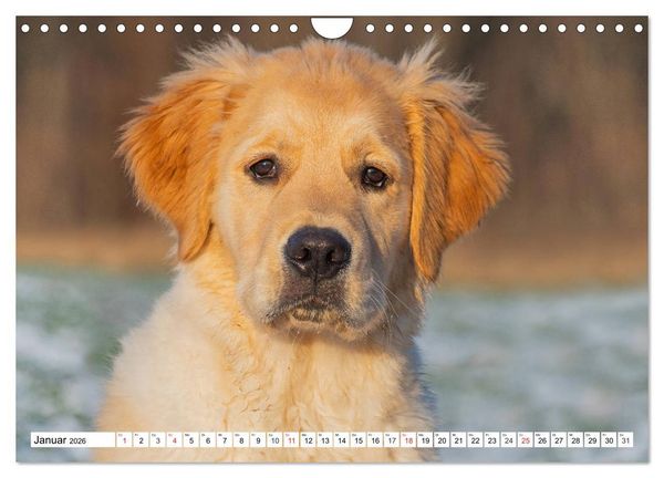 Produktbild: Goldige Herzensbrecher - Golden Retriever Welpen (Wandkalender 2026 DIN A4 quer), CALVENDO Monatskalender