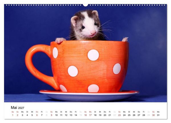 Produktbild: Frettchen - Ferrets (hochwertiger Premium Wandkalender 2027 DIN A2 quer), Kunstdruck in Hochglanz