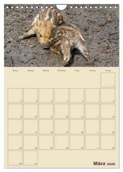 Produktbild: Wildschweine (Wandkalender 2026 DIN A4 hoch), CALVENDO Monatskalender
