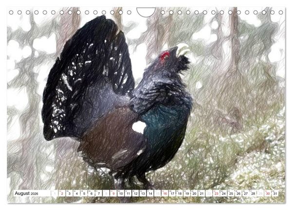 Produktbild: Schottlands Vogelwelt - Ein Portr&auml;t in Zeichnungen (Wandkalender 2026 DIN A4 quer), CALVENDO Monatskalender