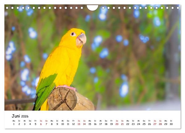 Produktbild: Aras und bunte Sittiche: Exotische Papageien-Portr&auml;ts (Wandkalender 2026 DIN A4 quer), CALVENDO Monatskalender