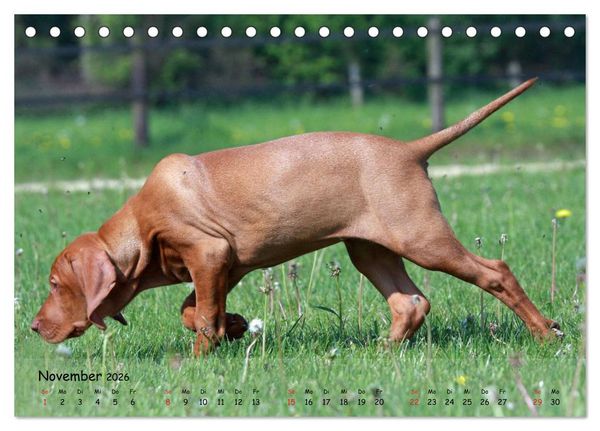 Produktbild: Magyar Vizsla - pure Lebensfreude (Tischkalender 2026 DIN A5 quer), CALVENDO Monatskalender