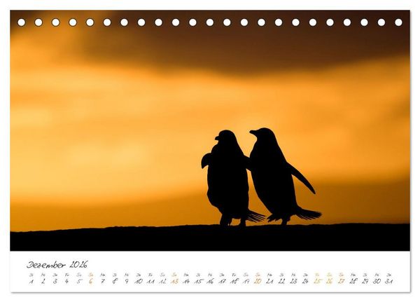 Produktbild: Tierisches von den Falklandinseln (Tischkalender 2026 DIN A5 quer), CALVENDO Monatskalender