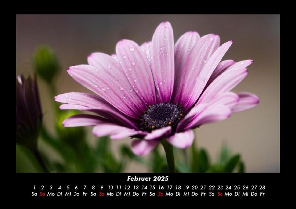 Produktbild: Blumentr&auml;ume 2025 Fotokalender DIN A3