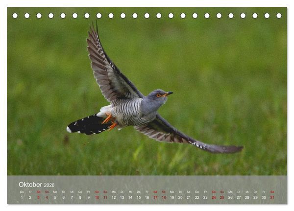 Produktbild: Kuckuck,Kuckuck,rufts aus dem Wald (Tischkalender 2026 DIN A5 quer), CALVENDO Monatskalender