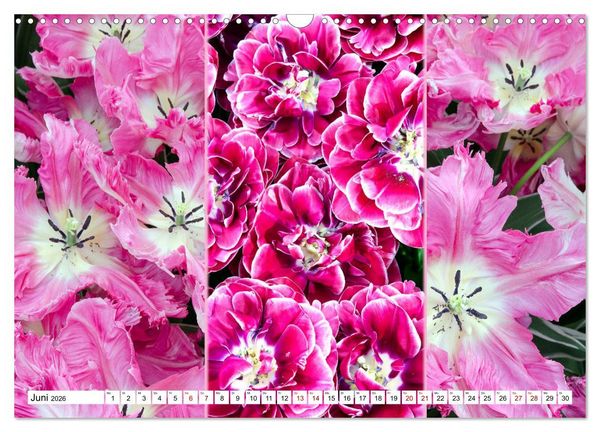 Produktbild: Tulpen - kunterbunte Collagen (Wandkalender 2026 DIN A3 quer), CALVENDO Monatskalender