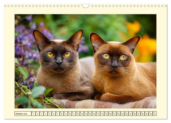 Produktbild: Burma-Katzen. Ausstrahlung und Anmut der faszinierenden Samtpfoten (Wandkalender 2026 DIN A3 quer), CALVENDO Monatskalender