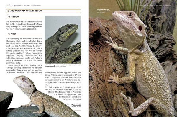 Produktbild: Bartagamen - Die Gattung Pogona