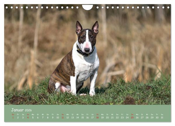 Produktbild: Einmal Bullterrier - immer Bullterrier (Wandkalender 2026 DIN A4 quer), CALVENDO Monatskalender