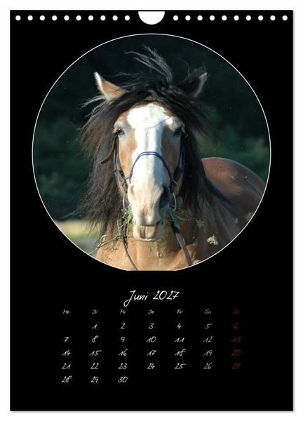 Produktbild: Crazy horses (Wandkalender 2027 DIN A4 hoch), CALVENDO Monatskalender
