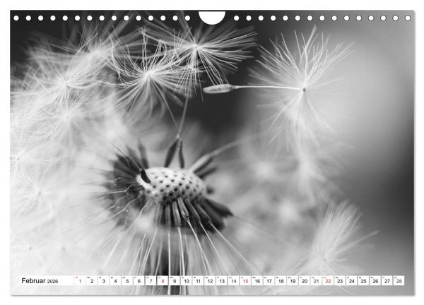 Produktbild: Pusteblumenzauber in schwarzwei&szlig; (Wandkalender 2026 DIN A4 quer), CALVENDO Monatskalender