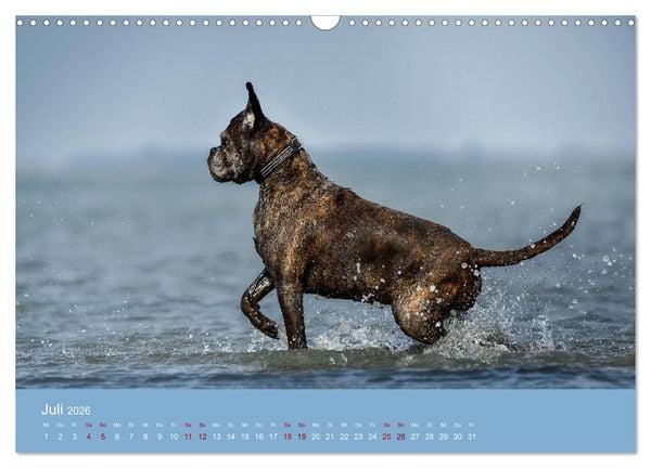 Produktbild: Fantastische Boxer - Sieger der Herzen (Wandkalender 2026 DIN A3 quer), CALVENDO Monatskalender