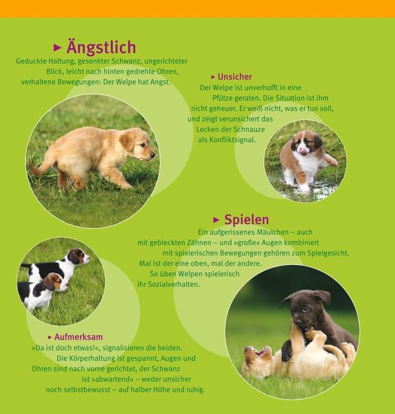 Produktbild: Welpen-Erziehung