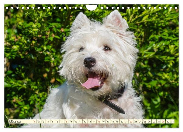 Produktbild: Kobold auf 4 Pfoten - West Highland White Terrier (Wandkalender 2026 DIN A4 quer), CALVENDO Monatskalender