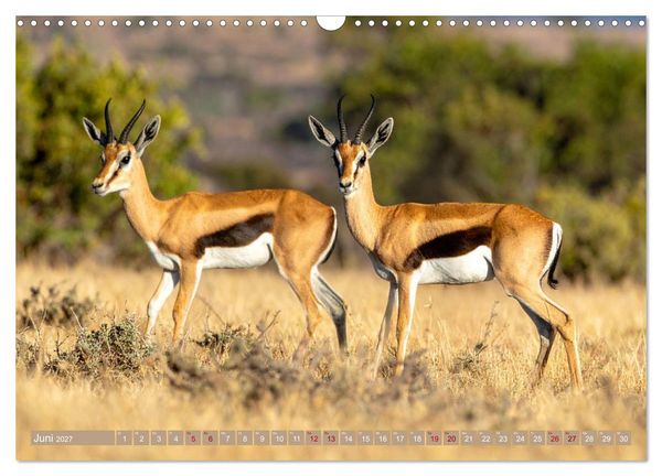 Produktbild: Antilopenzauber (Wandkalender 2027 DIN A3 quer), CALVENDO Monatskalender