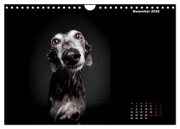 Produktbild: Die Stimme der Windhunde (Wandkalender 2026 DIN A4 quer), CALVENDO Monatskalender