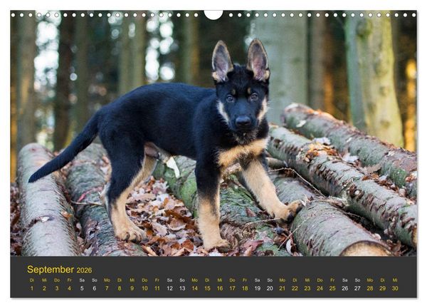 Produktbild: Deutscher Sch&auml;ferhund-Welpe - aus der Ostdeutschen Arbeitslinie (Wandkalender 2026 DIN A3 quer), CALVENDO Monatskalender