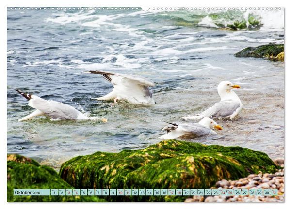 Produktbild: Bretagne und Normandie - Vor der Flut beobachten und entdecken (Wandkalender 2026 DIN A2 quer), CALVENDO Monatskalender