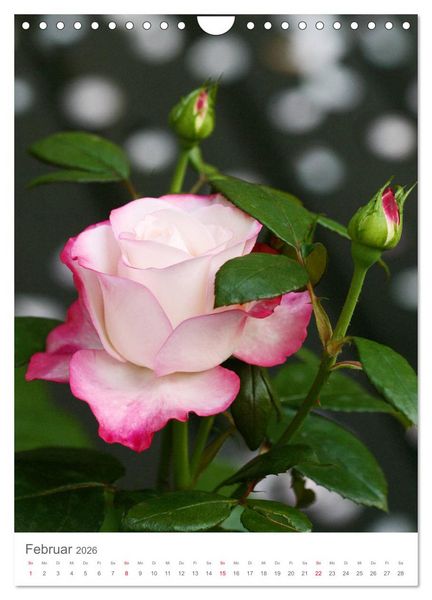 Produktbild: Gl&uuml;cklich mit Rosen (Wandkalender 2026 DIN A4 hoch), CALVENDO Monatskalender
