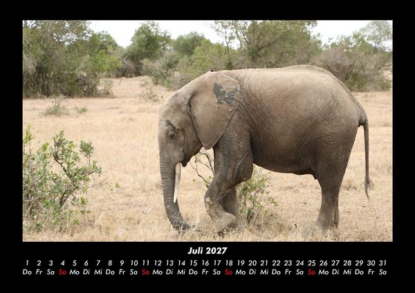 Produktbild: Der Elefantenkalender 2027 Fotokalender DIN A3