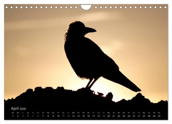 Produktbild: Rabenschwarze Impressionen - meike-ajo-dettlaff.de via wildvogelhlfe.org (Wandkalender 2026 DIN A4 quer), CALVENDO Monatskalender