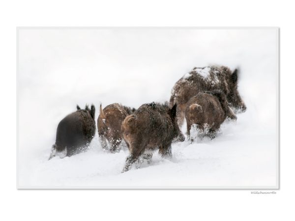Produktbild: CALVENDO Puzzle Ein Motiv aus dem Kalender Emotionale Momente: Das Wildschwein. / CH-Version | 1000 Teile Lege-Gr&ouml;&szlig;e 64x48cm Foto-Puzzle f&uuml;r gl&uuml;ckliche Stunden