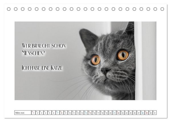 Produktbild: Katzenpower (Tischkalender 2026 DIN A5 quer), CALVENDO Monatskalender