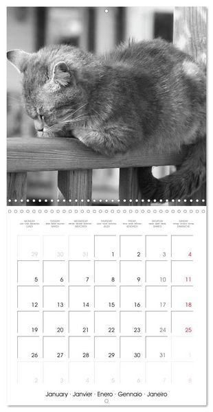 Produktbild: Black and white cat whispers (Wall Calendar 2026 12 &times; 12 Inch) CALVENDO 12 Month Wall Calendar