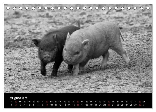 Produktbild: Das Leben der Schweine (Tischkalender 2026 DIN A5 quer), CALVENDO Monatskalender