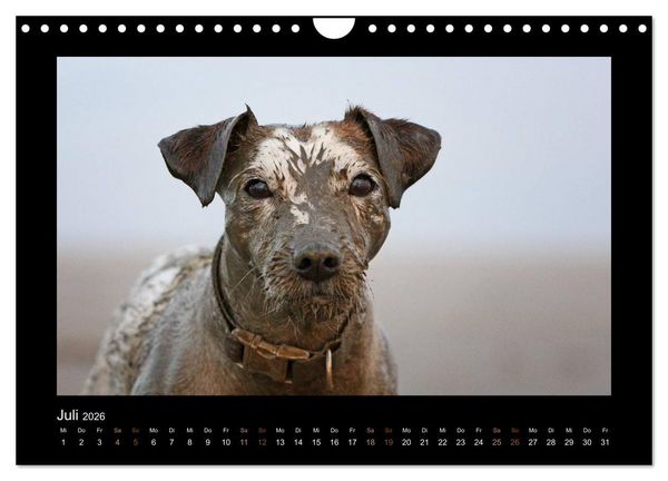 Produktbild: Die Parsons (Wandkalender 2026 DIN A4 quer), CALVENDO Monatskalender