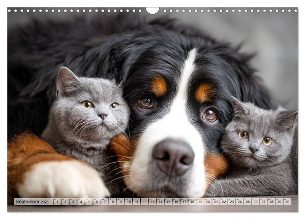 Produktbild: Hund und Katze - Tierische Freunde (Wandkalender 2026 DIN A3 quer), CALVENDO Monatskalender