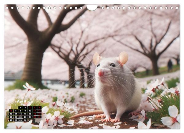 Produktbild: Lustige Ratten (Wandkalender 2026 DIN A4 quer), CALVENDO Monatskalender