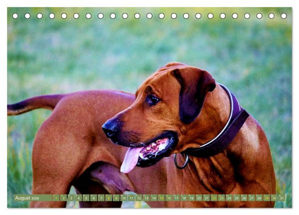 Produktbild: Rhodesian Ridgeback Augen-Blicke (Tischkalender 2026 DIN A5 quer), CALVENDO Monatskalender