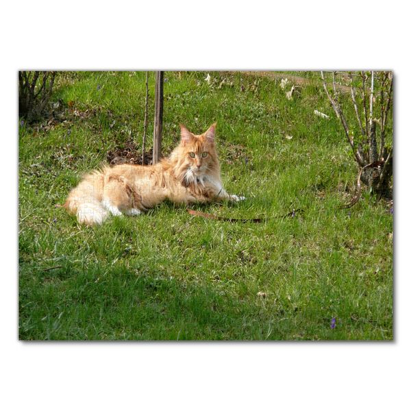 Produktbild: Lais Puzzle Katze 1000 Teile