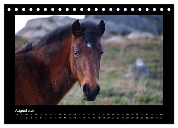 Produktbild: Garranos - Bedrohte Wildpferde Europas (Tischkalender 2026 DIN A5 quer), CALVENDO Monatskalender