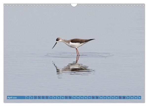 Produktbild: V&ouml;gel der Algarve (Wandkalender 2026 DIN A3 quer), CALVENDO Monatskalender