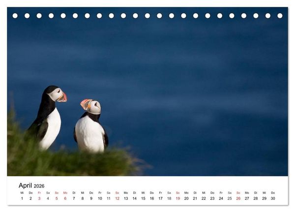 Produktbild: Papageitaucher: Puffin - Lundi - Fratercula arctica (Tischkalender 2026 DIN A5 quer), CALVENDO Monatskalender